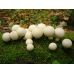 Мицелий Дождевика грушевидного (Lycoperdon pyriforme)